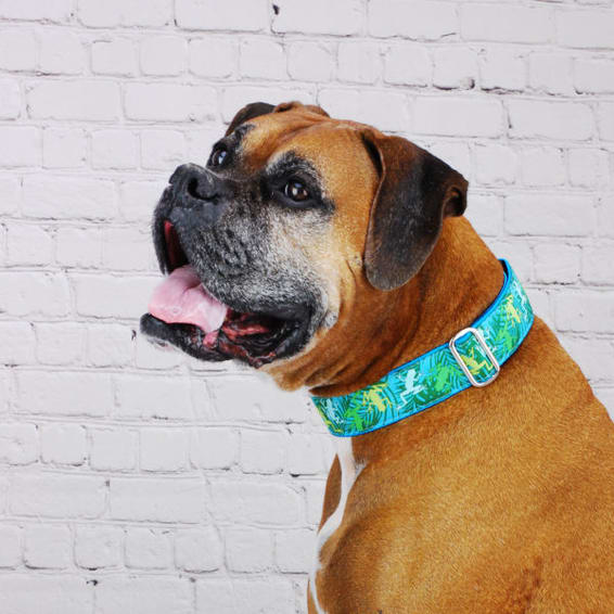 Coqui Surf Dog Collar